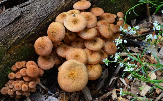 Brown poisonous bracket mushroom fungi growing on a tree Bark