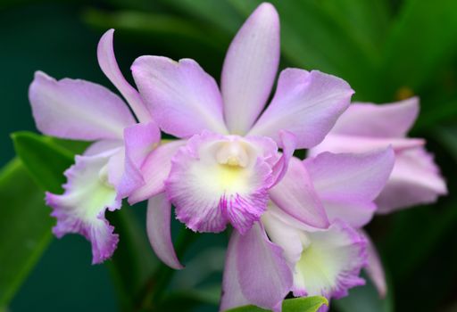 pink yellow cattleya orchid flower in bloom in spring