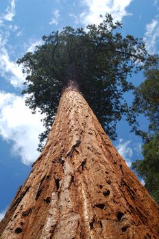 tall green redwood sequoia trees in yosemite national park california