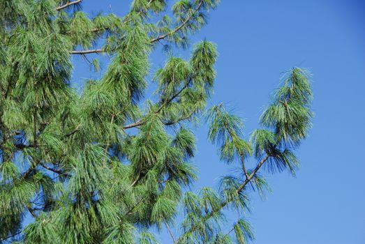 pine plant with green needle shape leaves