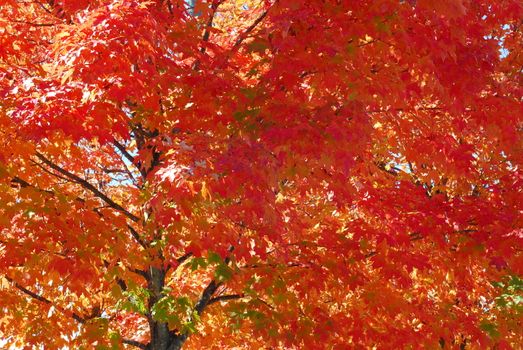 Orange Yellow Fall Foliage colors of Maple tree in Autumn