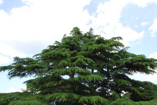 evergreen cedar tree canopy with needle shape leaves