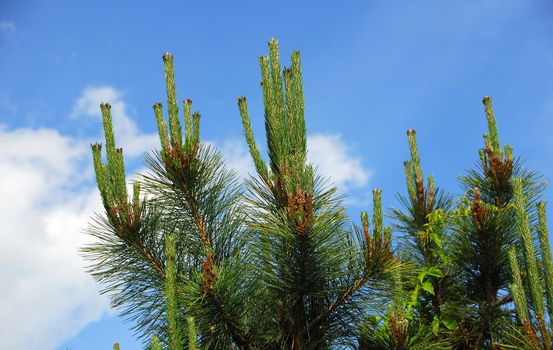 pine plant with green needle shape leaves