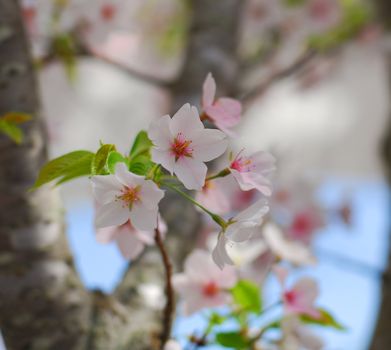 Cherry blossom flower tree full of bloom with tiny flowers