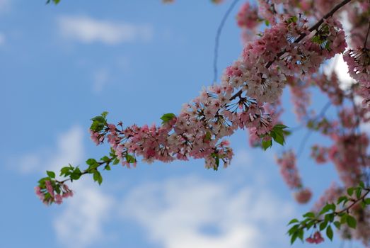 pink white Cherry blossom flower in bloom in spring