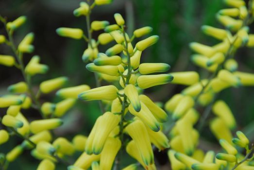 yellow color Flower in bloom in spring