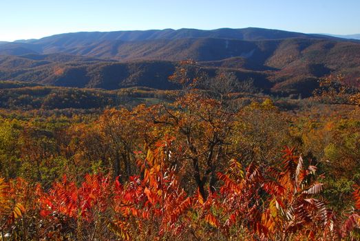 Fall Colors of autumn in Skyline Drive Shenandoah National Park Virginia
