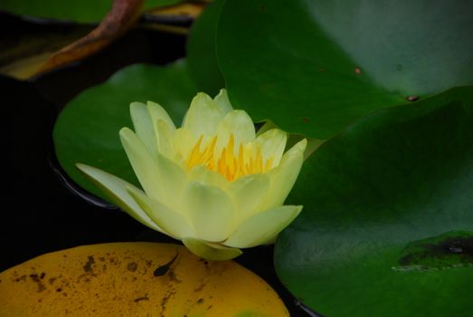 yellow water lily flower in bloom in pond
