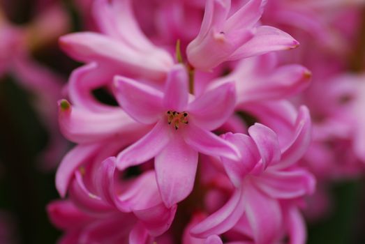 Pink Hyacinth Amethyst flower in bloom in spring