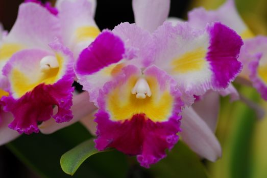 pink yellow orchid flower in bloom in spring