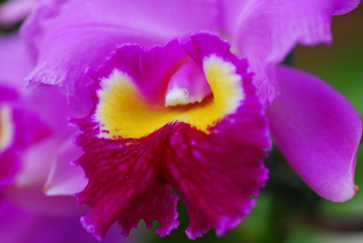 pink yellow orchid flower in bloom in spring