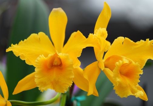 Yellow Cattleya orchid flower in bloom in spring