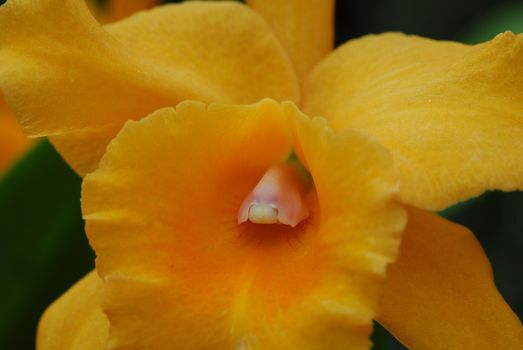 Yellow orange Cattleya orchid flower in bloom in spring
