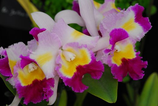 pink yellow cattleya orchid flower in bloom in spring