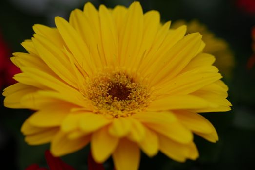 yellow color gerbera Flower in bloom in spring