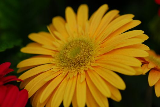 yellow color gerbera Flower in bloom in spring