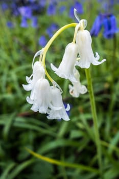 Sussex Bluebells