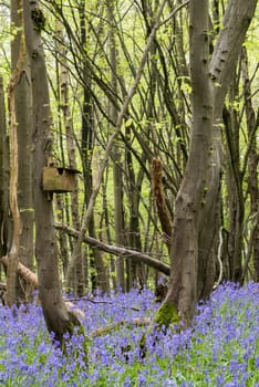 Sussex Bluebells