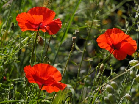 Poppies Flowering in Ronda Spain