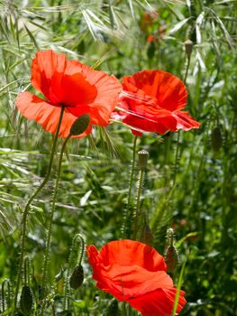 Poppies Flowering in Ronda Spain