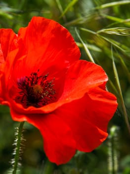 Poppy Flowering in Ronda Spain