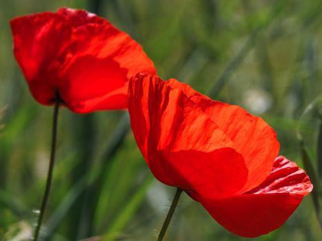 Poppies Flowering in Ronda Spain