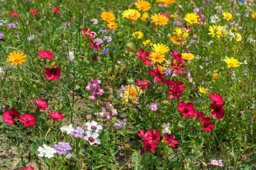 East Grinstead in Bloom