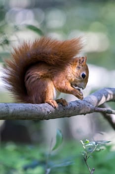 Eurasian Red Squirrel (Sciurus vulgaris)