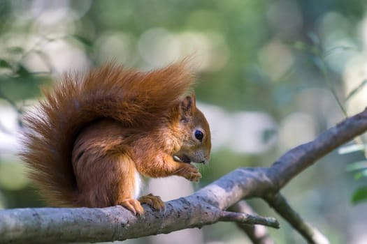 Eurasian Red Squirrel (Sciurus vulgaris)