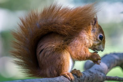 Eurasian Red Squirrel (Sciurus vulgaris)