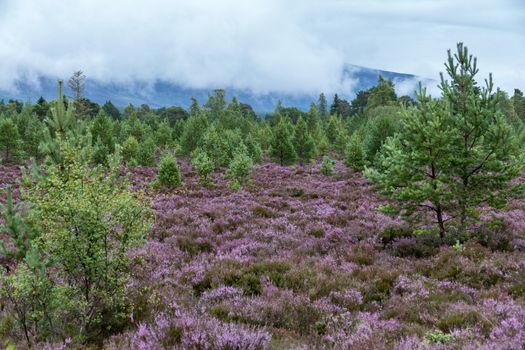 Scottish Heather in Full Bloom near Aviemore