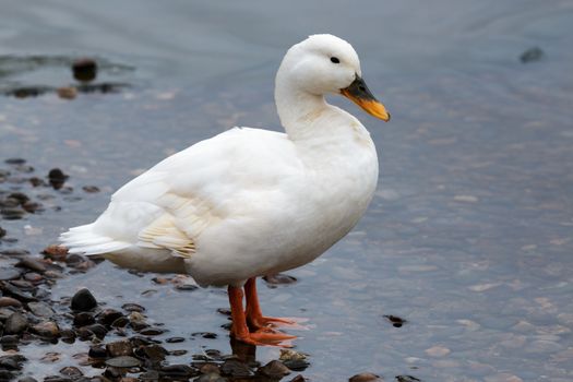 White Duck at Loch Insh