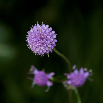 Devils Bit Scabious (Succisa pratensis)