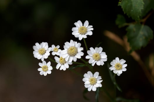 Sneezewort (Achillea ptarmica)