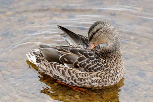 Female Mallard