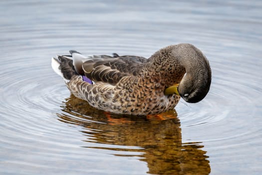 Female Mallard