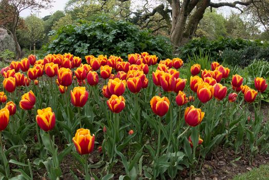 Tulips in Roath Park  Cardiff