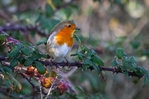 Robin (Erithacus rubecula) on a Bramble