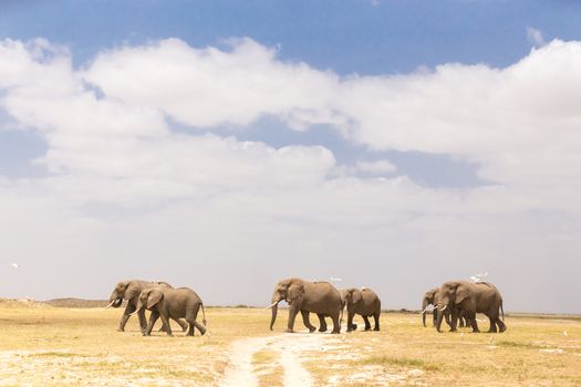 Herd of elephants crossing dirt road at Amboseli National Park, formerly Maasai Amboseli Game Reserve, is in Kajiado District, Rift Valley Province in Kenya.