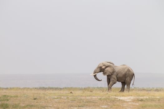 Solitary elephant at Amboseli National Park, formerly Maasai Amboseli Game Reserve, is in Kajiado District, Rift Valley Province in Kenya. The ecosystem that spreads across the Kenya-Tanzania border.