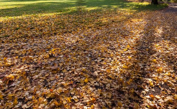 Plane tree leaves fallen to the ground