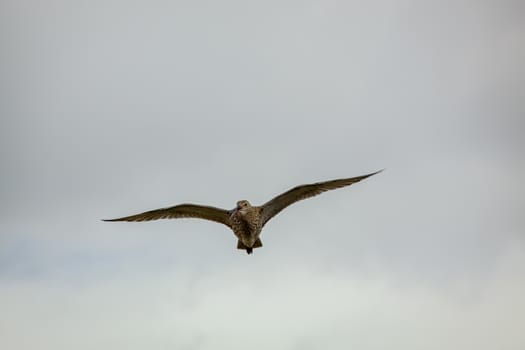 Eurasian Curlew (Numenius arquata)