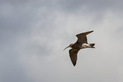 Eurasian Curlew (Numenius arquata)