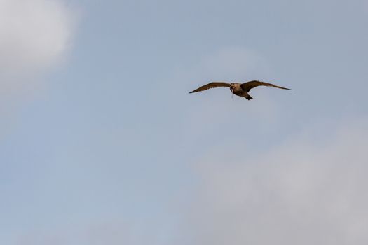 Eurasian Curlew (Numenius arquata)