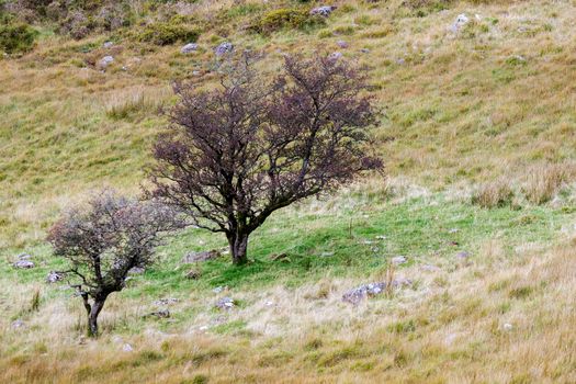 Two trees in Snowdonia National Park.jpg