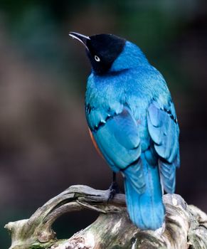 Superb Spreo Starling (Lamprotornis superbus)