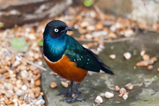 Superb Spreo Starling (Lamprotornis superbus)