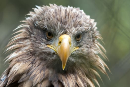 White-tailed Sea Eagle (Haliaeetus albicilla)