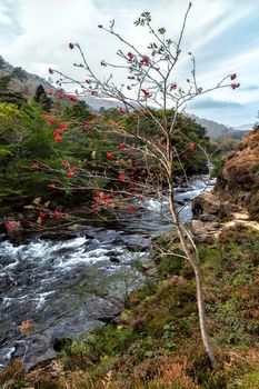 View along the Glaslyn River in autumn