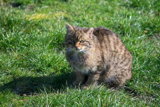 European Wildcat (felis silvestris silvestris)